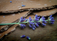 Milk Chocolate Lavender Shards